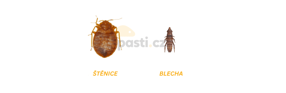 štěnice versus blecha