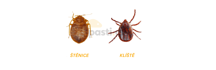 štěnice versus klíště