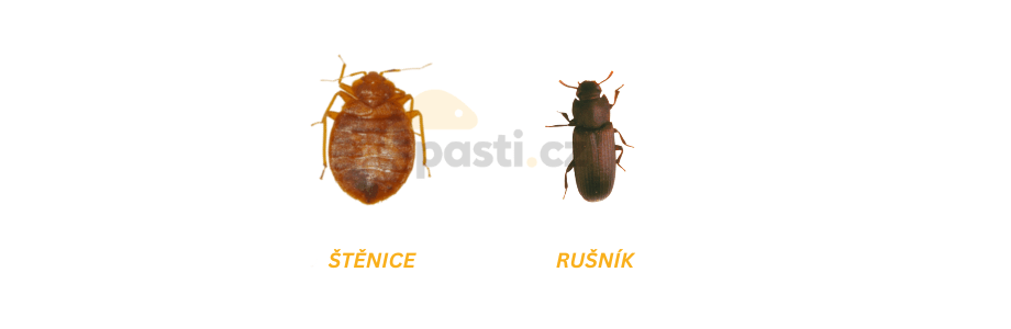 štěnice versus rušník