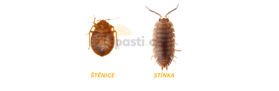 štěnice versus stínka