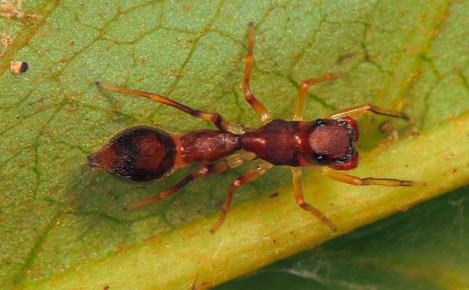 Pavouk Synemosyna formica