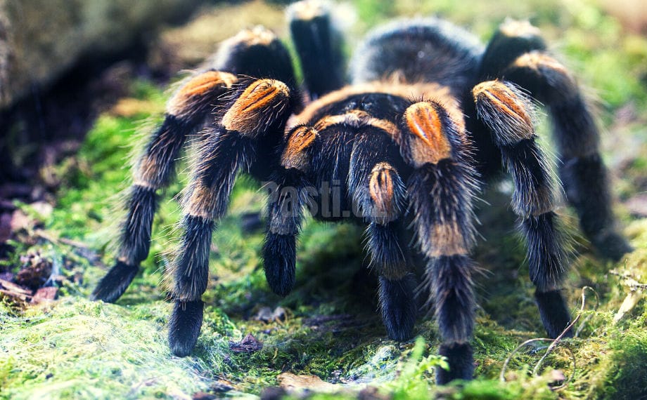 tarantule