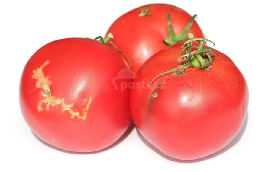Plody rajčat poškozené makadlovkou