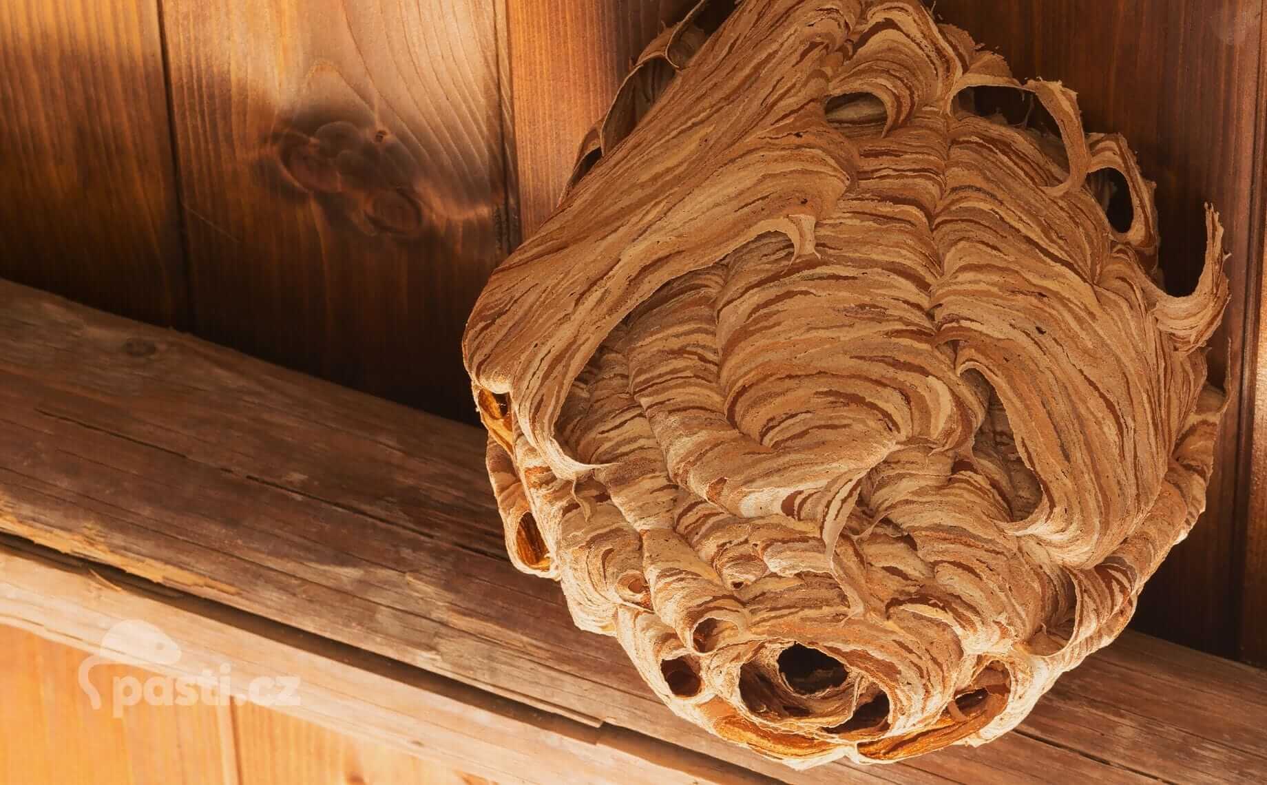 Vosí hnízdo na stropě