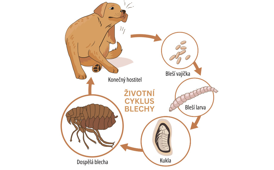 Životní cyklus blechy psí