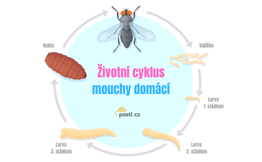 Jak se zbavit Masařek?