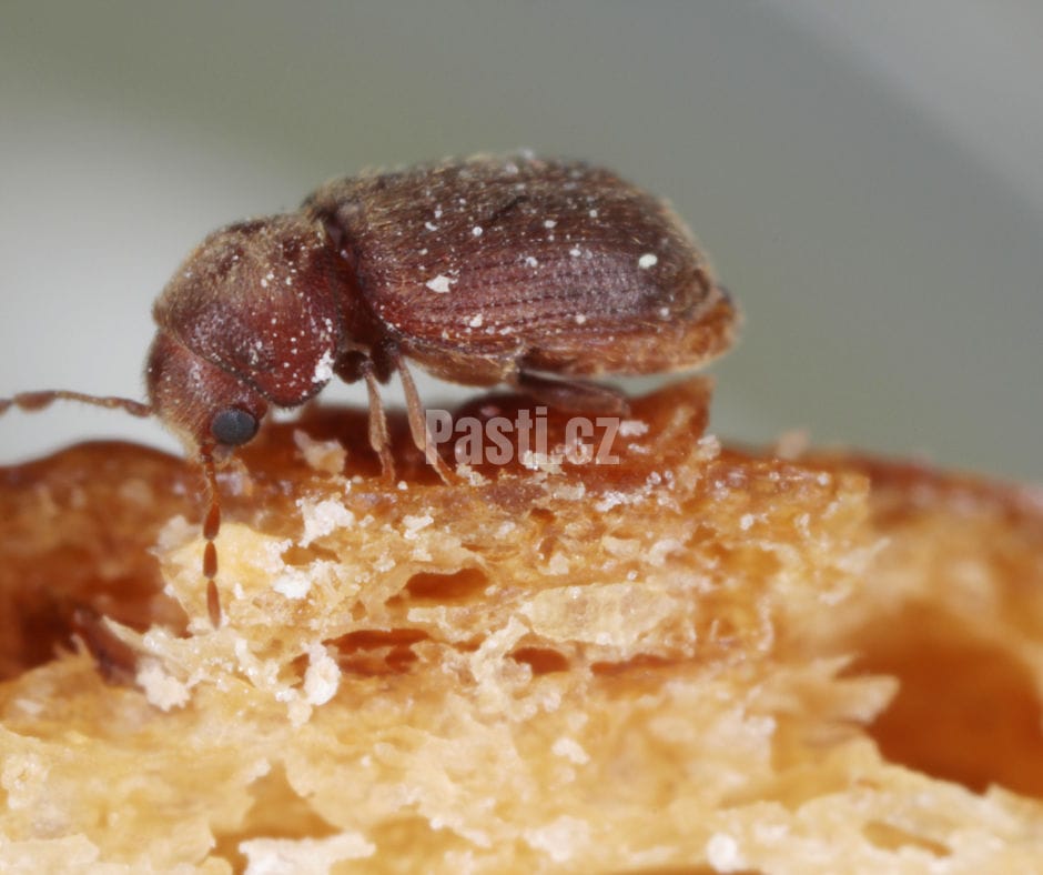Cervotoc Spizni Hubeni () Cervotoc Spizni Hubeni