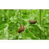 Nemaslug Slug killer nematody