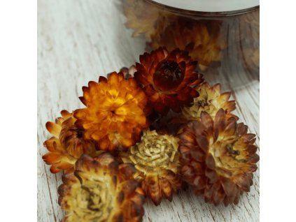 Strohblumen Kupfer 1