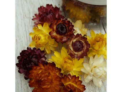 Strohblumen MIX 1