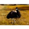 emu