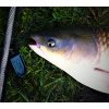 Method feeder Patron-Fishing úlovek