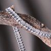 43143.1 ag (11)