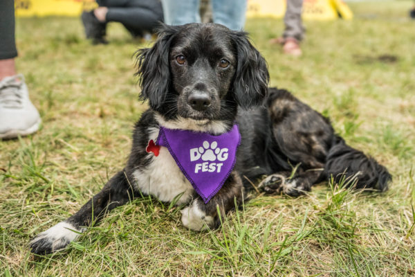 Pozvánka na DogFest 2022