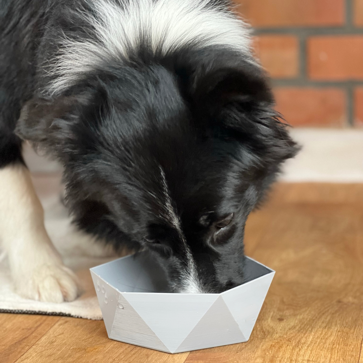Jak se správně starat o misku svého psa