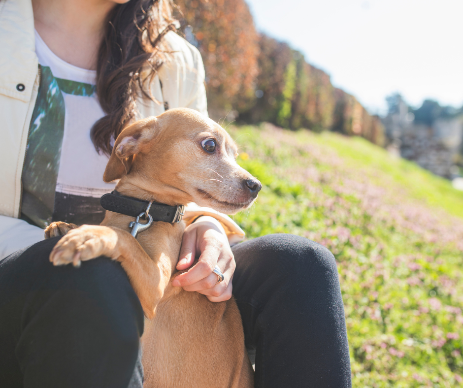 Proč se můj pes bojí ostatních psů?