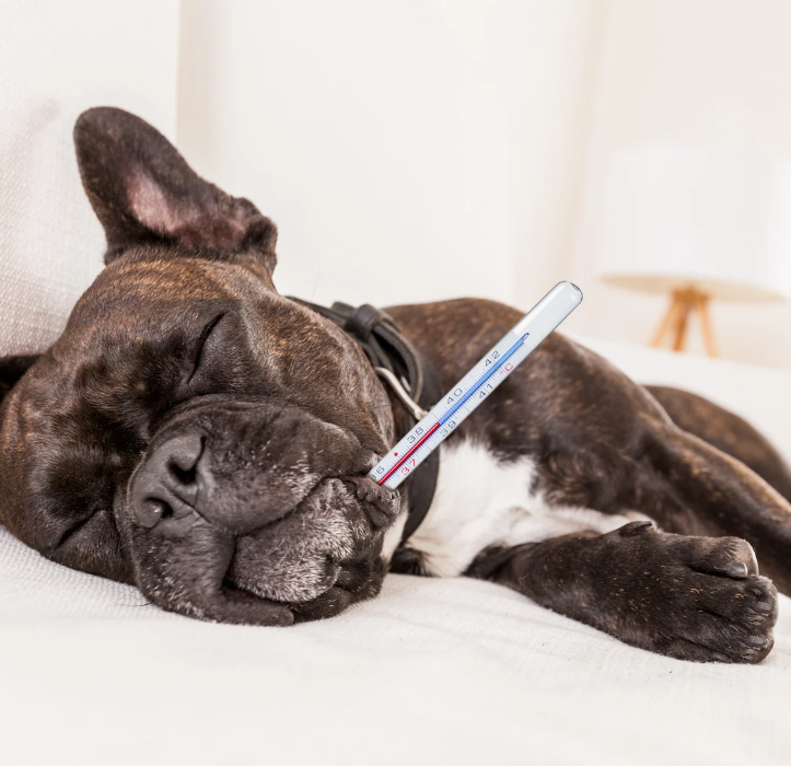 Podchlazení u psa: Jak vzniká, jak ho včas poznat a jak mu bezpečně předejít