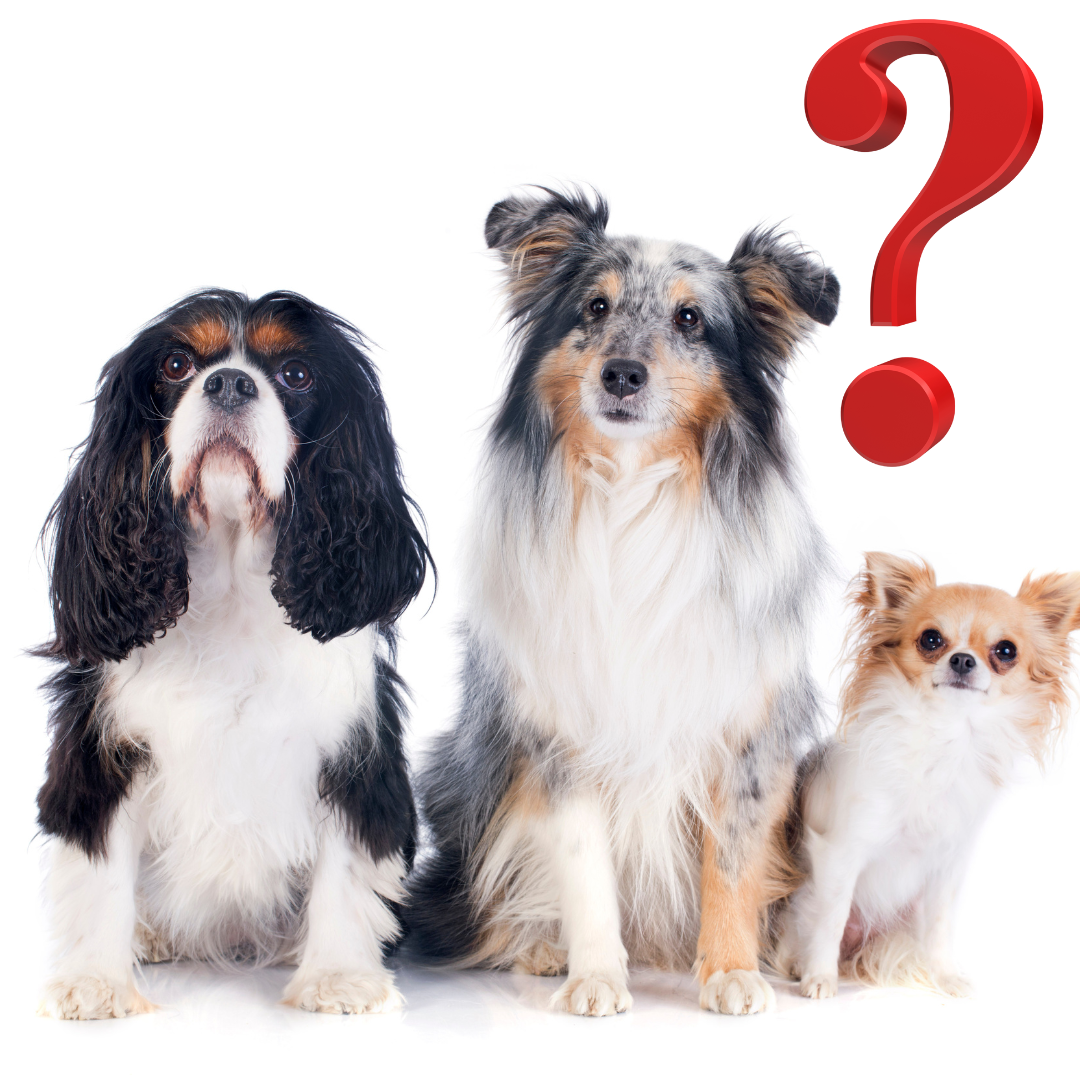 Jaký pes se ke mně hodí? 🐶 Udělej si test a zjisti, kdo je tvůj ideální čtyřnohý parťák!