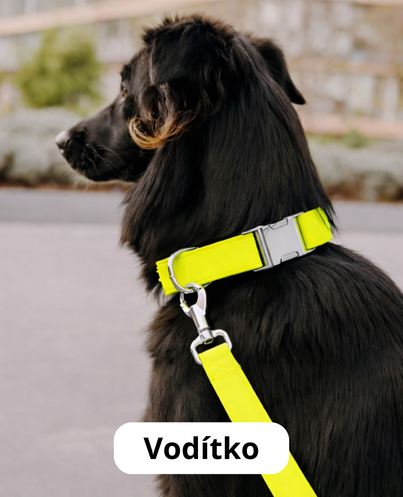 Vodítko pro psa