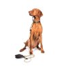 FUNKY DOG 20 720x