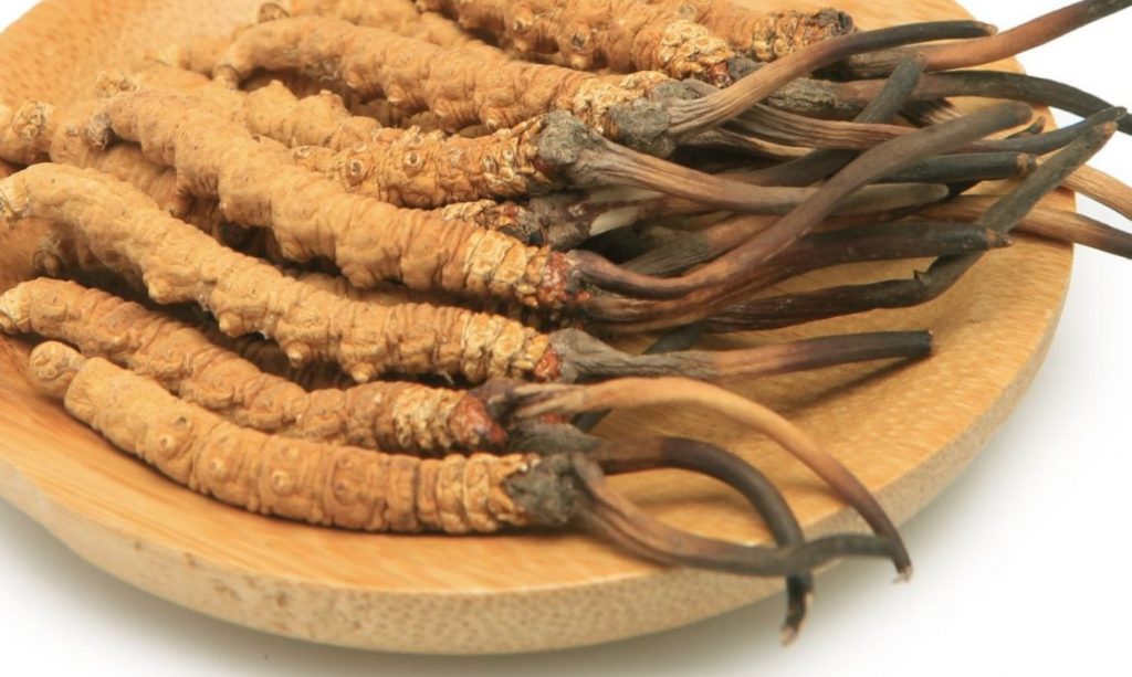 Cordyceps sinensis