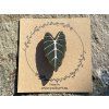 1343 broz alocasia frydek