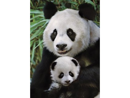 DINO Puzzle Panda s mládětem 1000 dílků