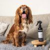 GlossyDog3 x800 2305202511040862127
