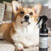 GlossyDog4 x800 2305202511040925916
