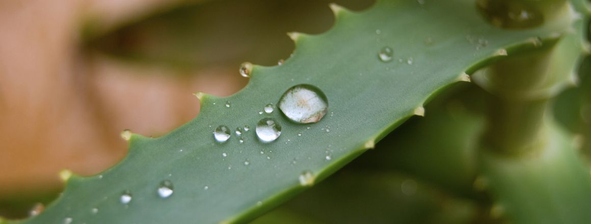 Aloe Vera