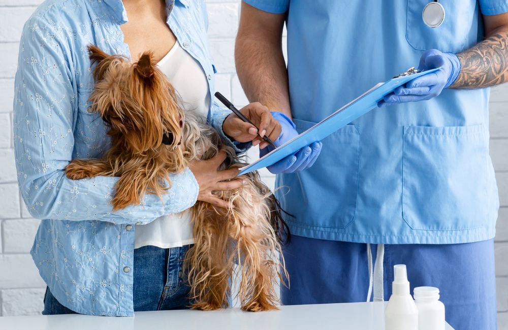 Poistenie pre psov: Kedy sa oplatí a čo vám môže ušetriť?