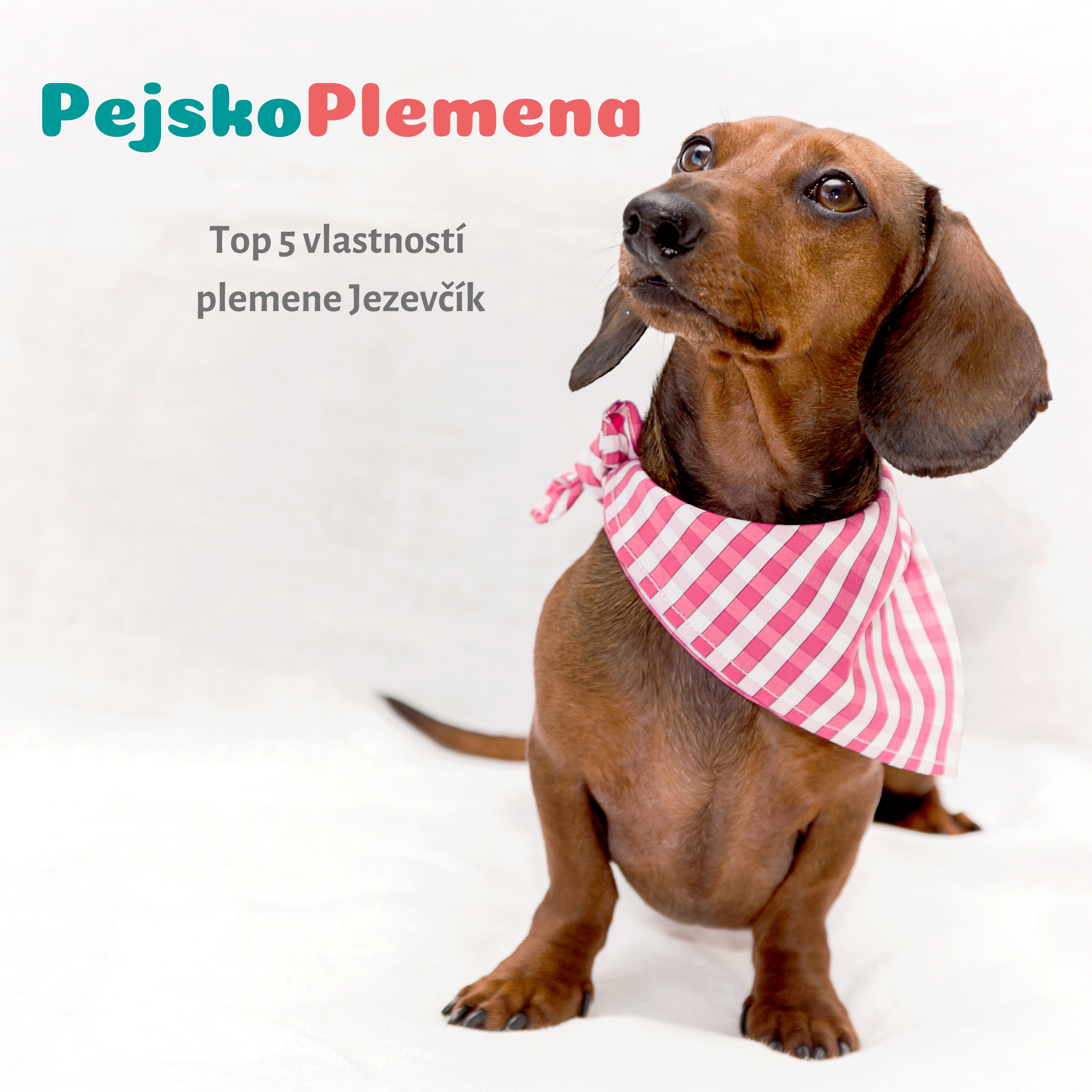 JEZEVČÍK a jeho TOP 5 skvělých vlastností