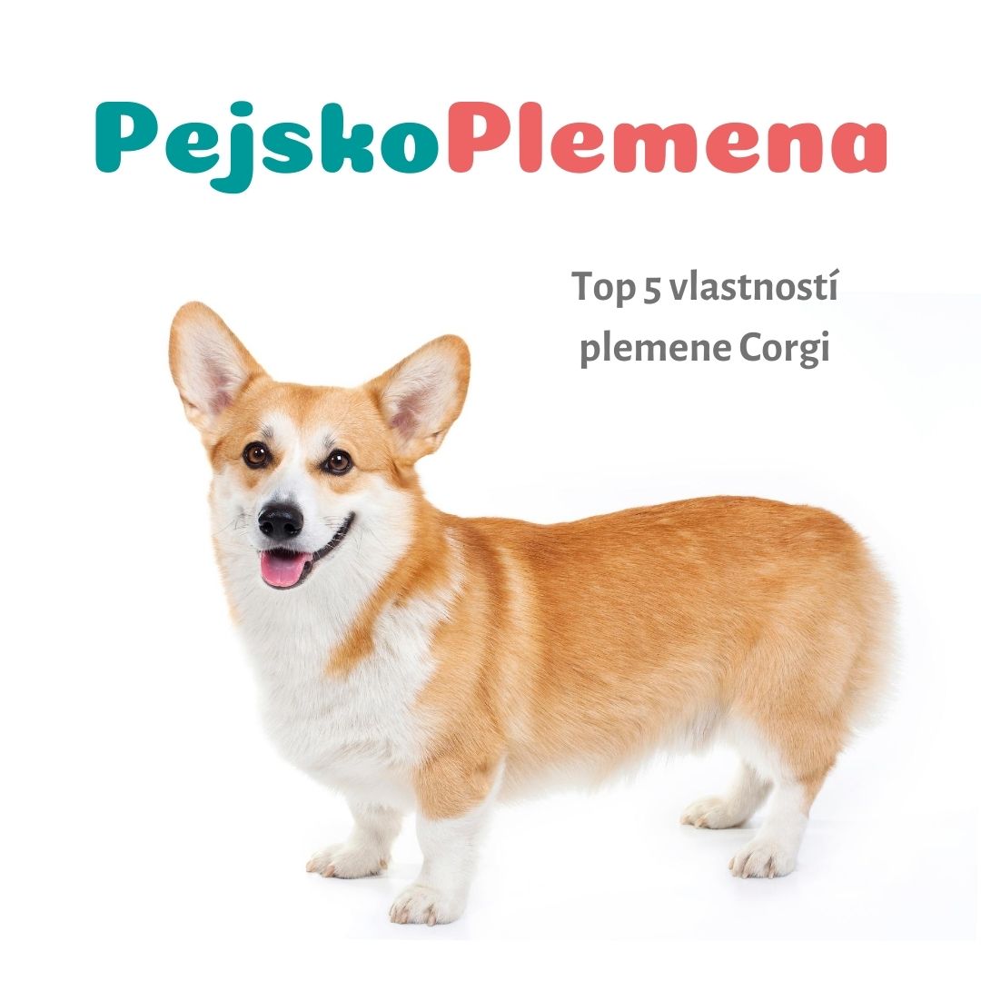 Corgi a jeho TOP 5 skvělých vlastností