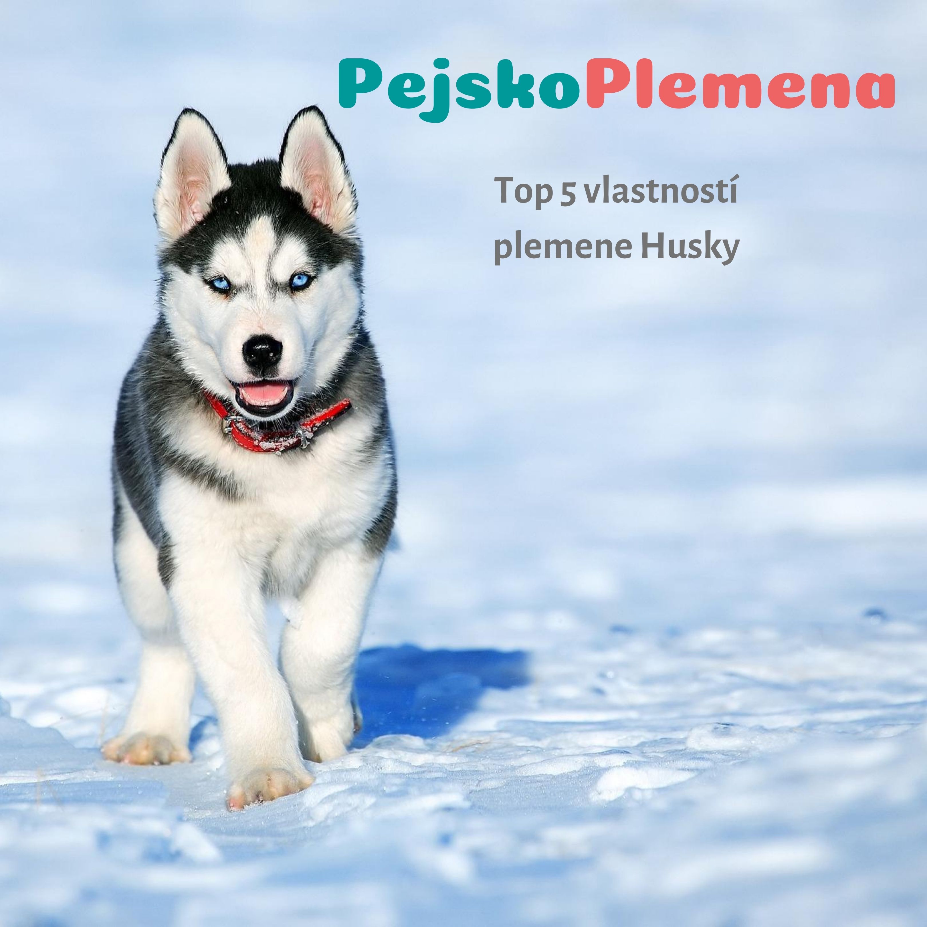 Husky a jeho TOP 5 skvělých vlastností
