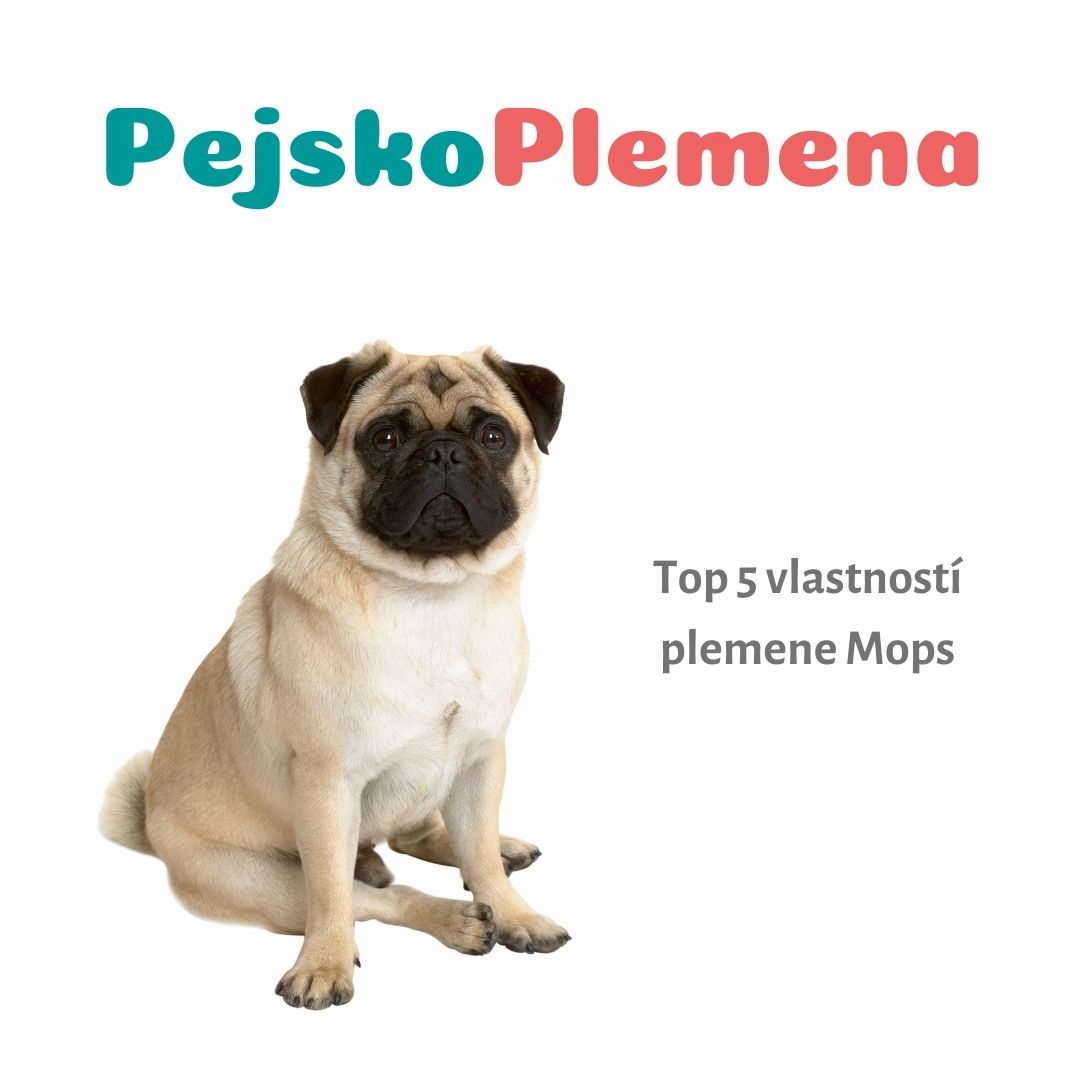 Mops a jeho TOP 5 skvělých vlastností