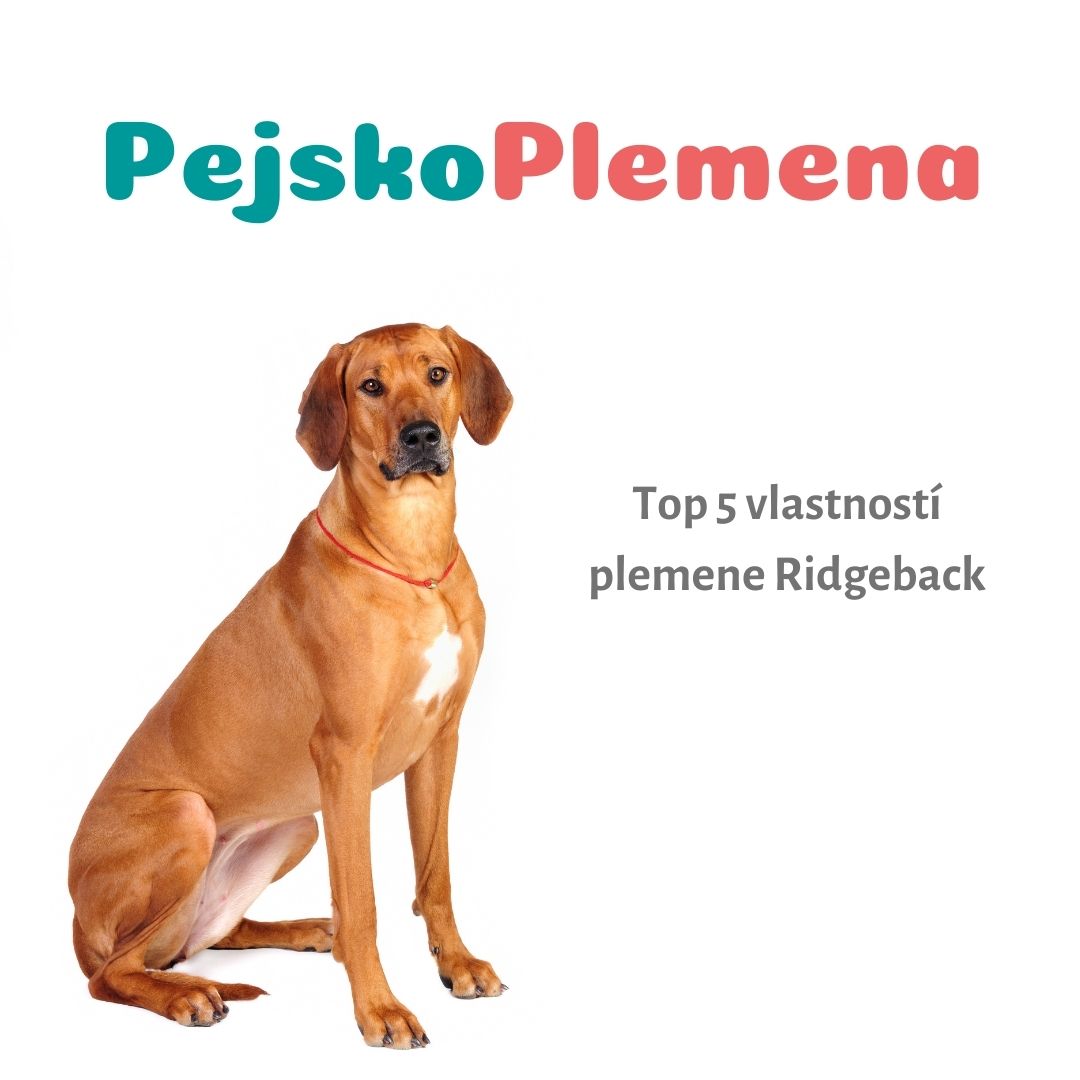 Ridgeback a jeho TOP 5 skvělých vlastností