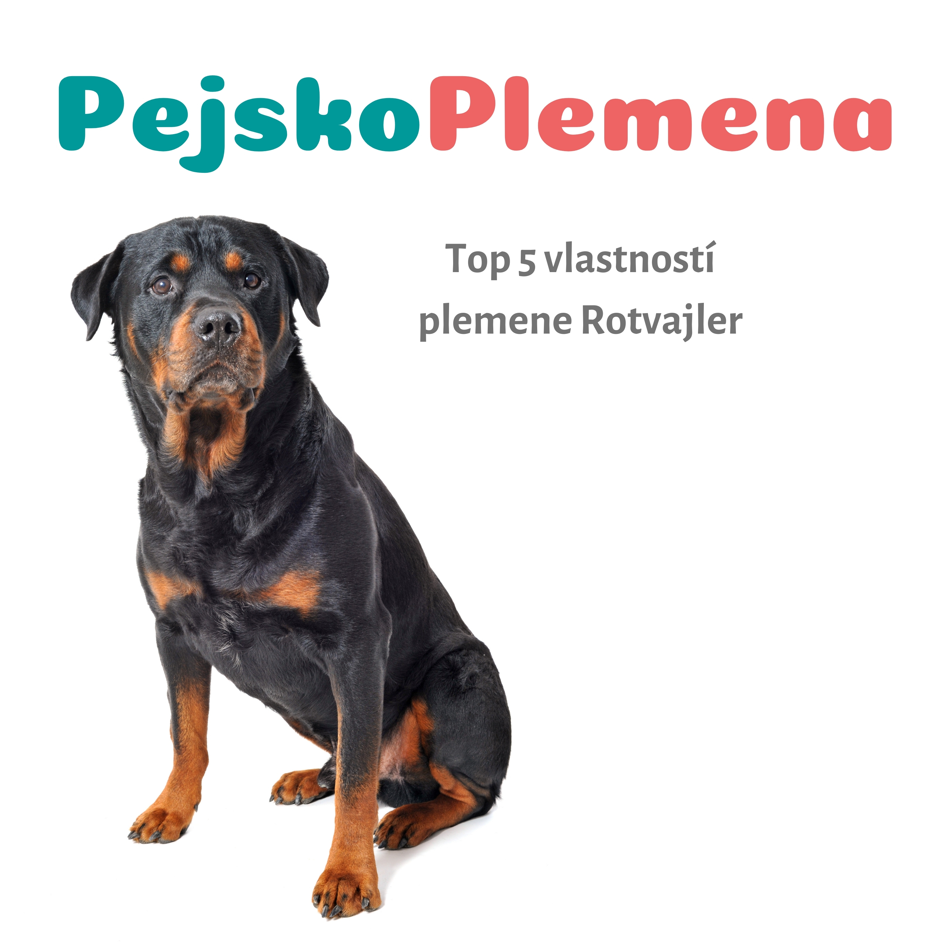 Rotvajler a jeho TOP 5 skvělých vlastností