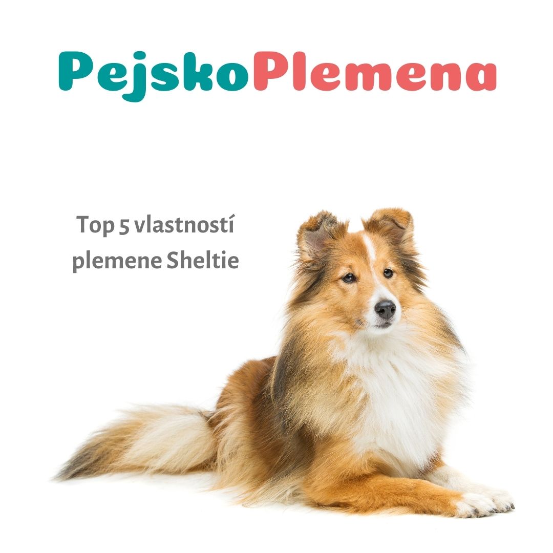 Sheltie a jejích TOP 5 skvělých vlastností