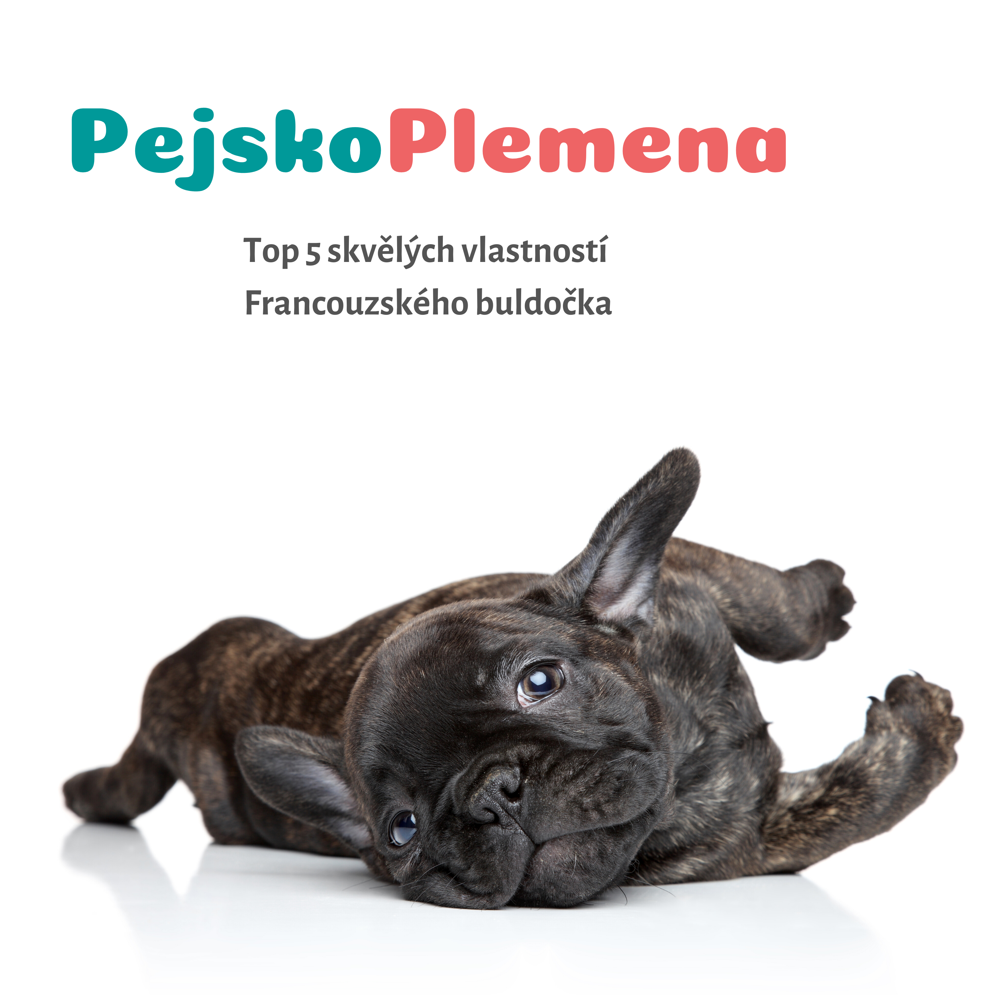 Top 5 skvělých vlastností FRANCOUZSKÉHO BULDOČKA