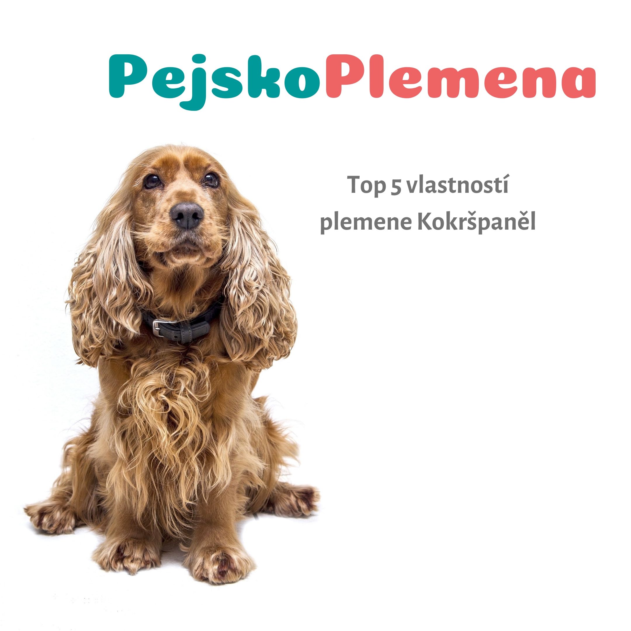 KOKRŠPANĚL a jeho TOP 5 skvělých vlastností