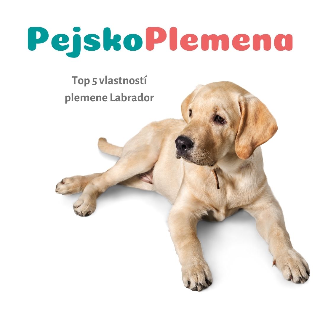 LABRADOR a jeho TOP 5 skvělých vlastností