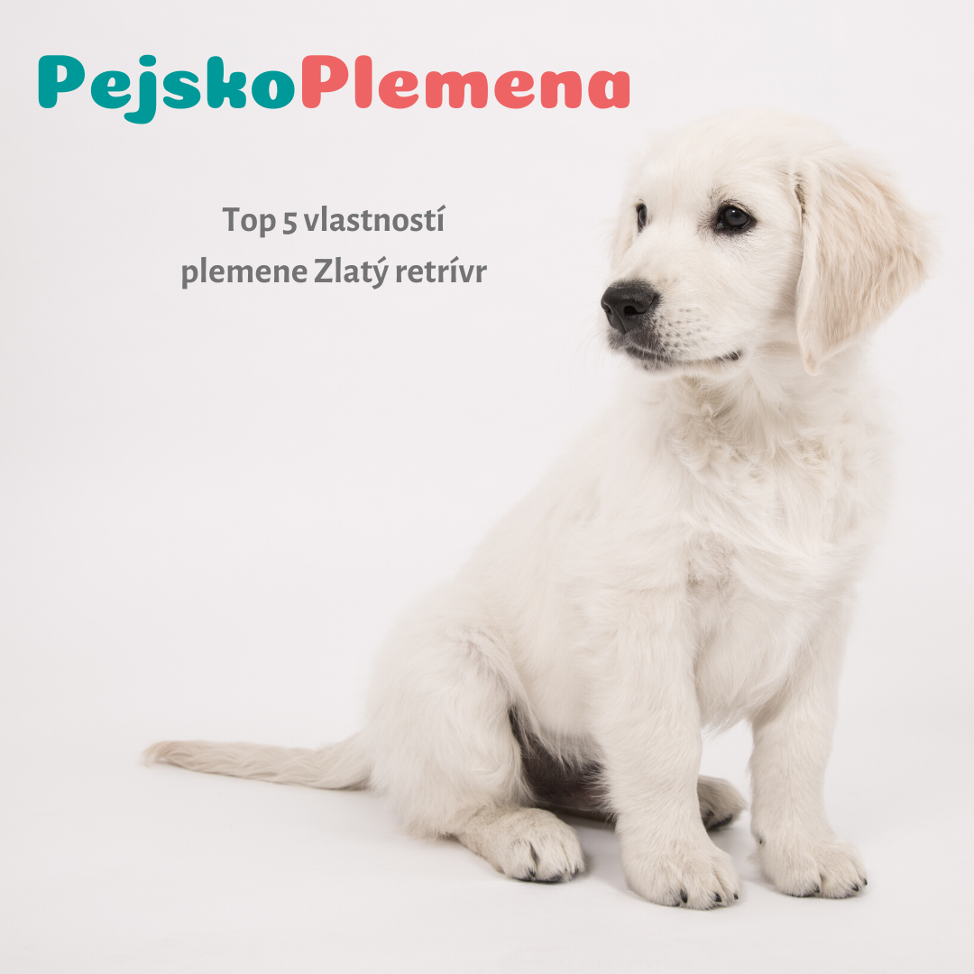 ZLATÝ RETRÍVR a jeho TOP 5 skvělých vlastností