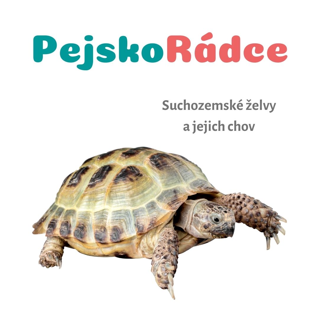 Suchozemské želvy a jejich chov
