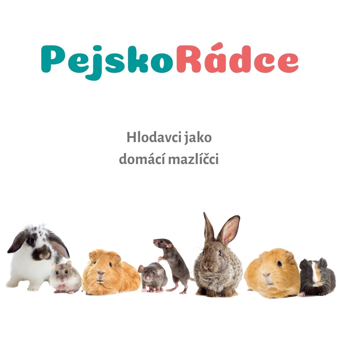 Hlodavci jako domácí mazlíčci