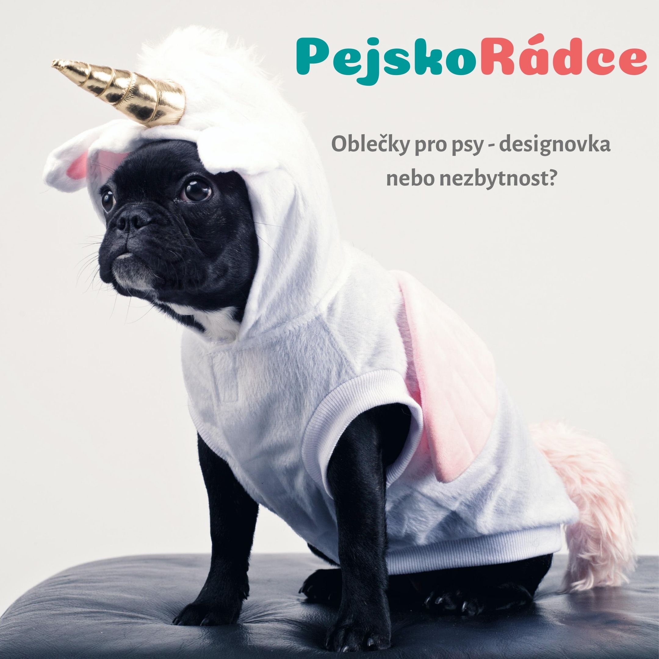 Oblečky pro psy - designovka nebo nezbytnost?