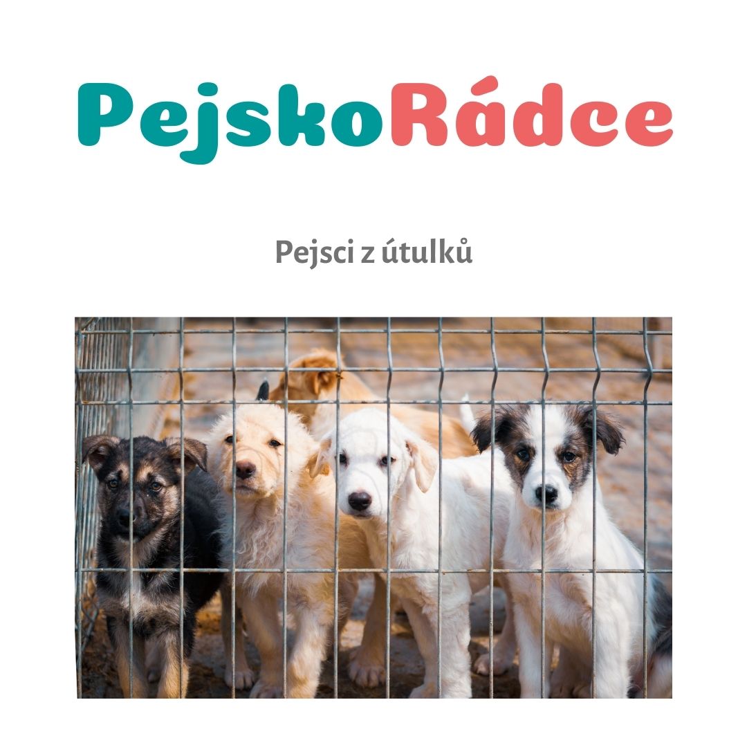 Pejsci z útulků