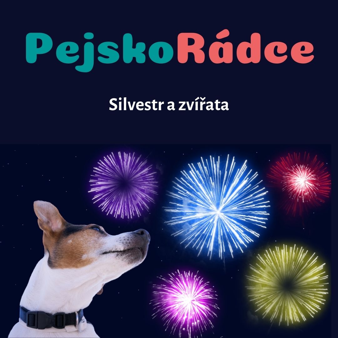 Zvířata a Silvestr