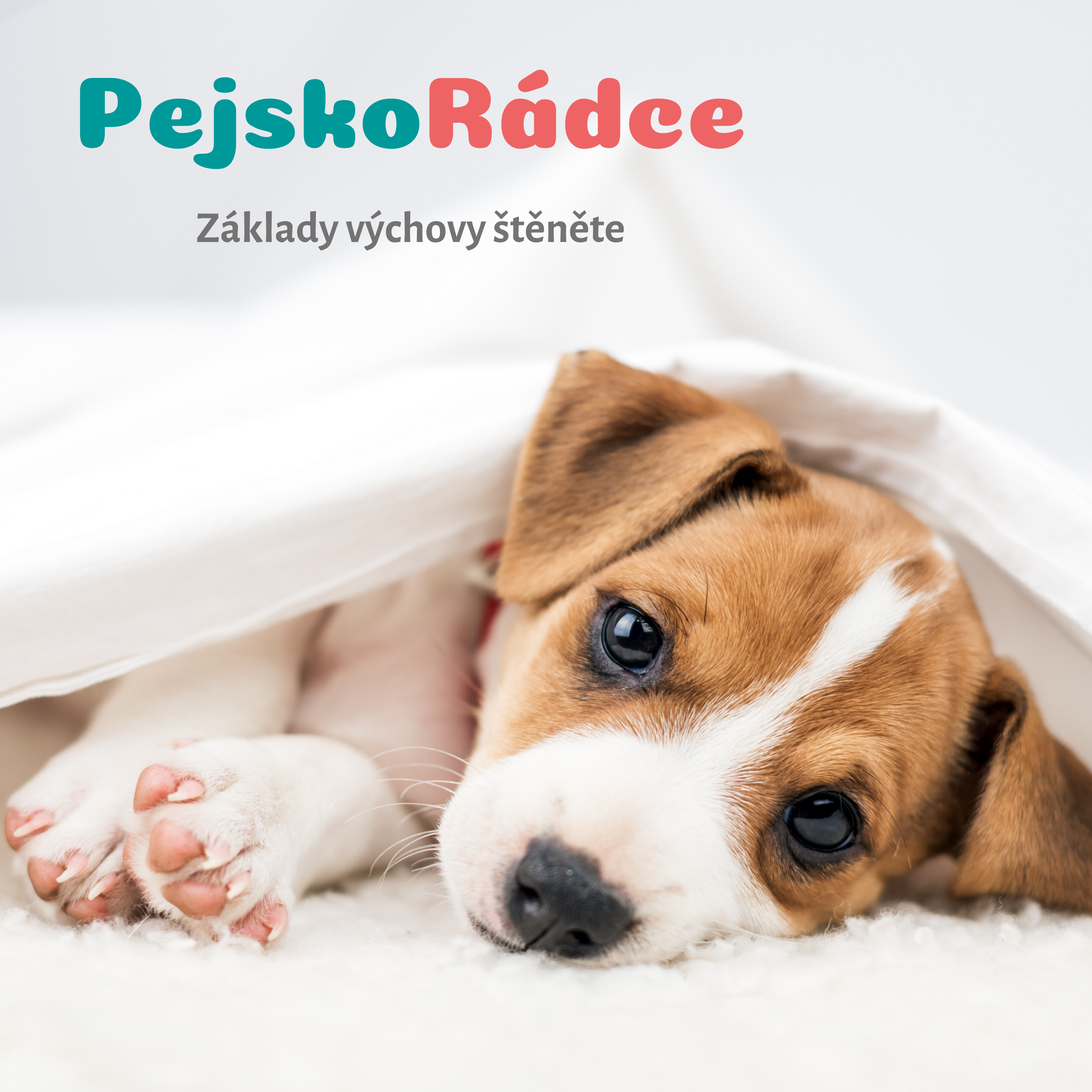 Základy výchovy štěněte