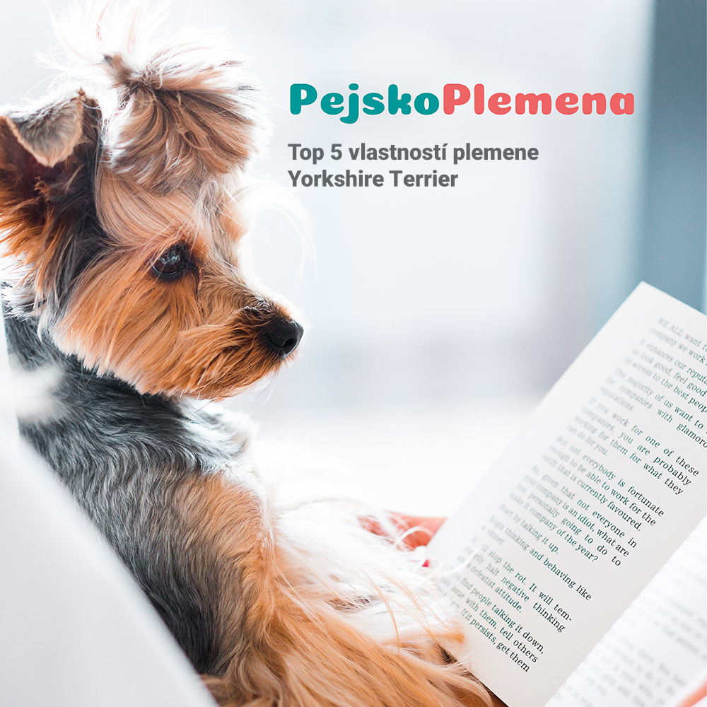 YORKSHIRE TERRIER a jeho TOP 5 skvělých vlastností