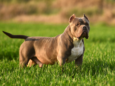 American Bully